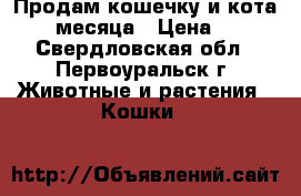 Продам кошечку и кота 1,5 месяца › Цена ­ 10 - Свердловская обл., Первоуральск г. Животные и растения » Кошки   